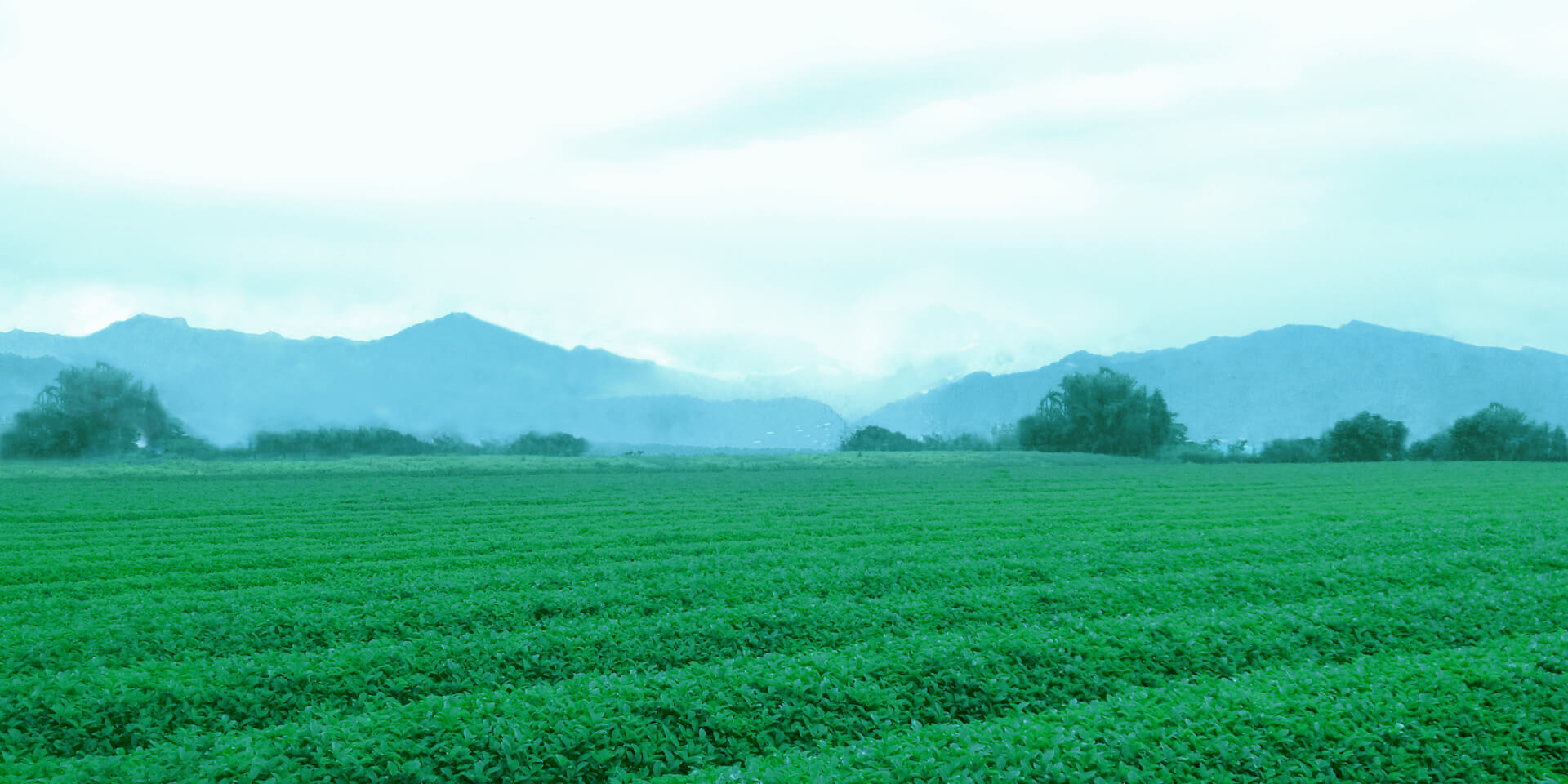 取一葉，純萃茶菁